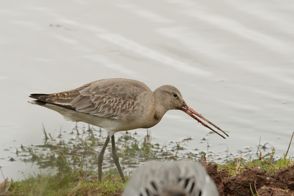 Black Tailed Godwit